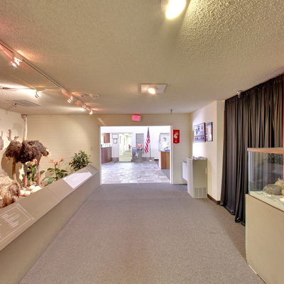 Preserved Animals Gallery