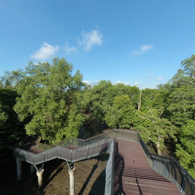 Mangrove Boardwalk