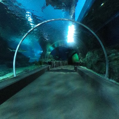 Aquarium Tunnel