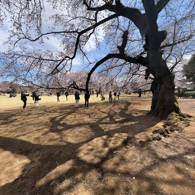 Cherry Blossom Trees