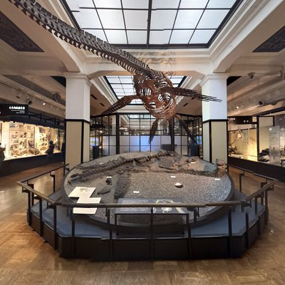 Dinosaur Fossil Gallery