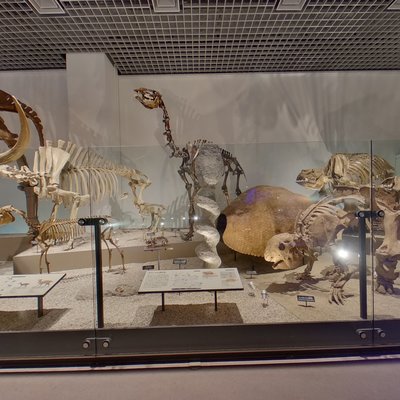 Dinosaur Fossil Gallery