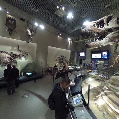 Dinosaur Fossil Gallery