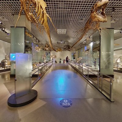 Dinosaur Fossil Gallery