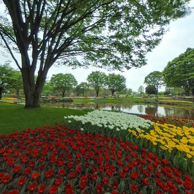 Nemophila Garden