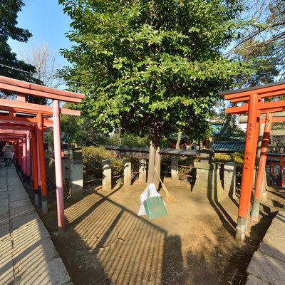 Torii 3