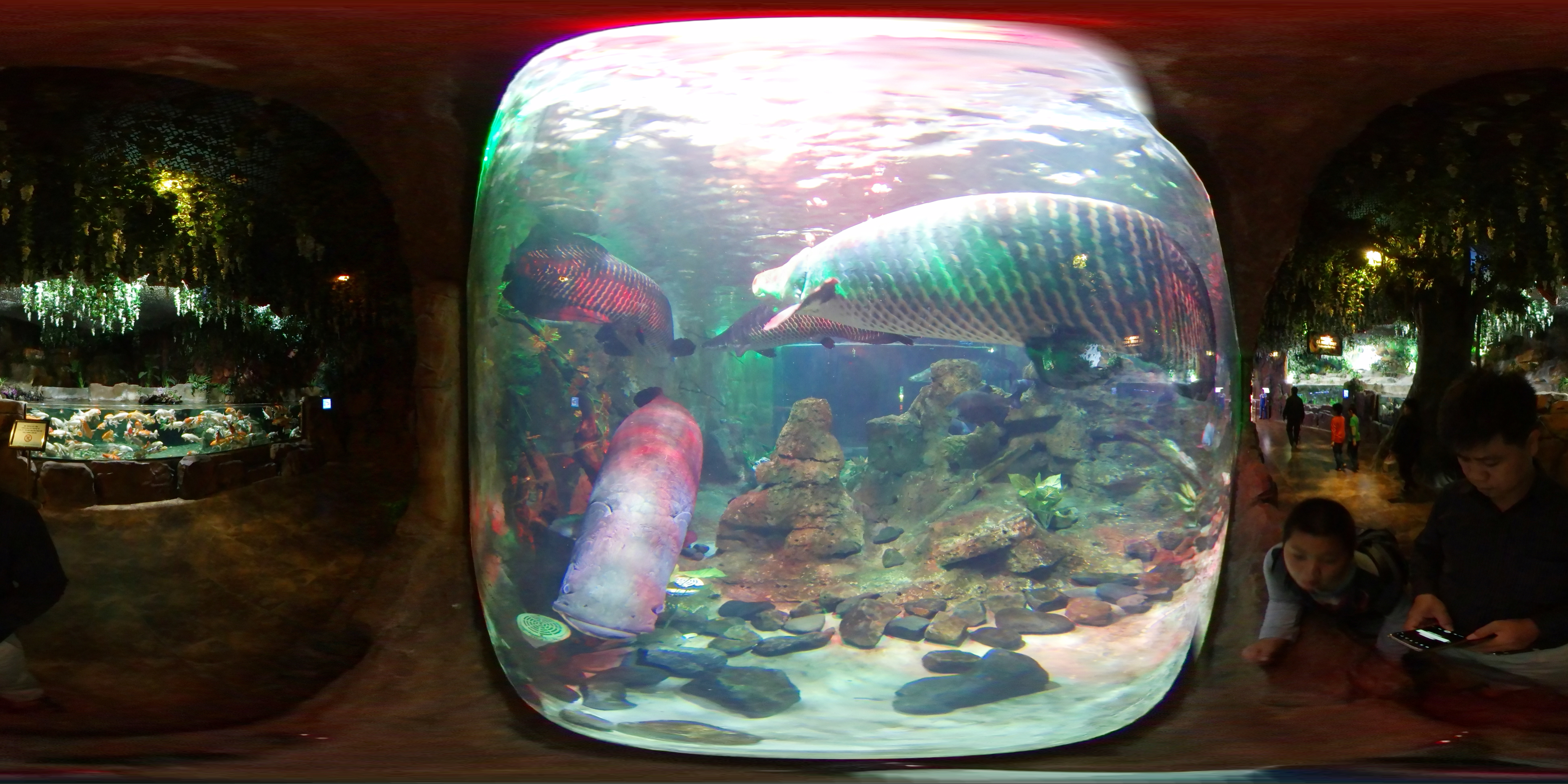 Arowana