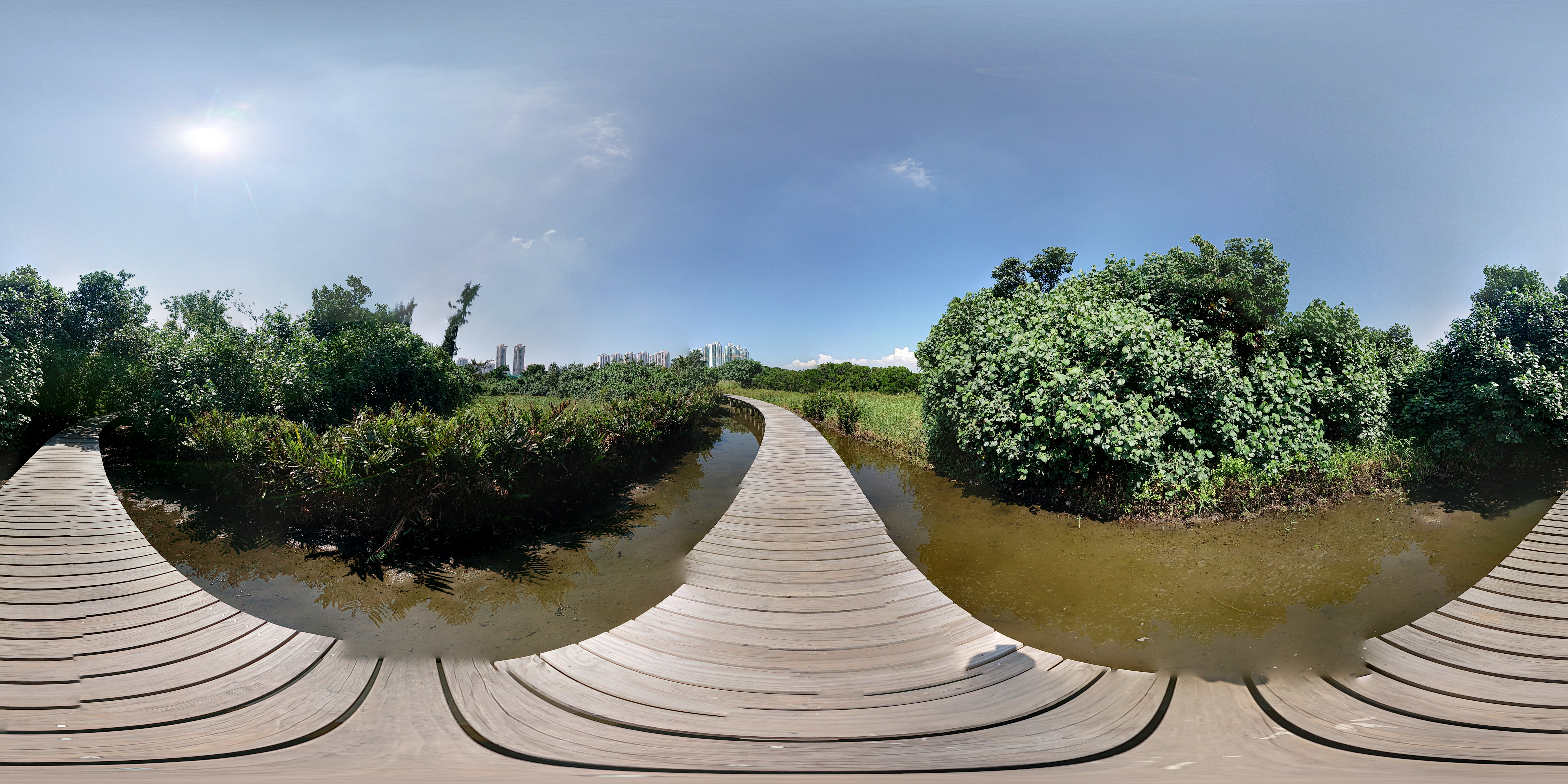 Mangrove Walk