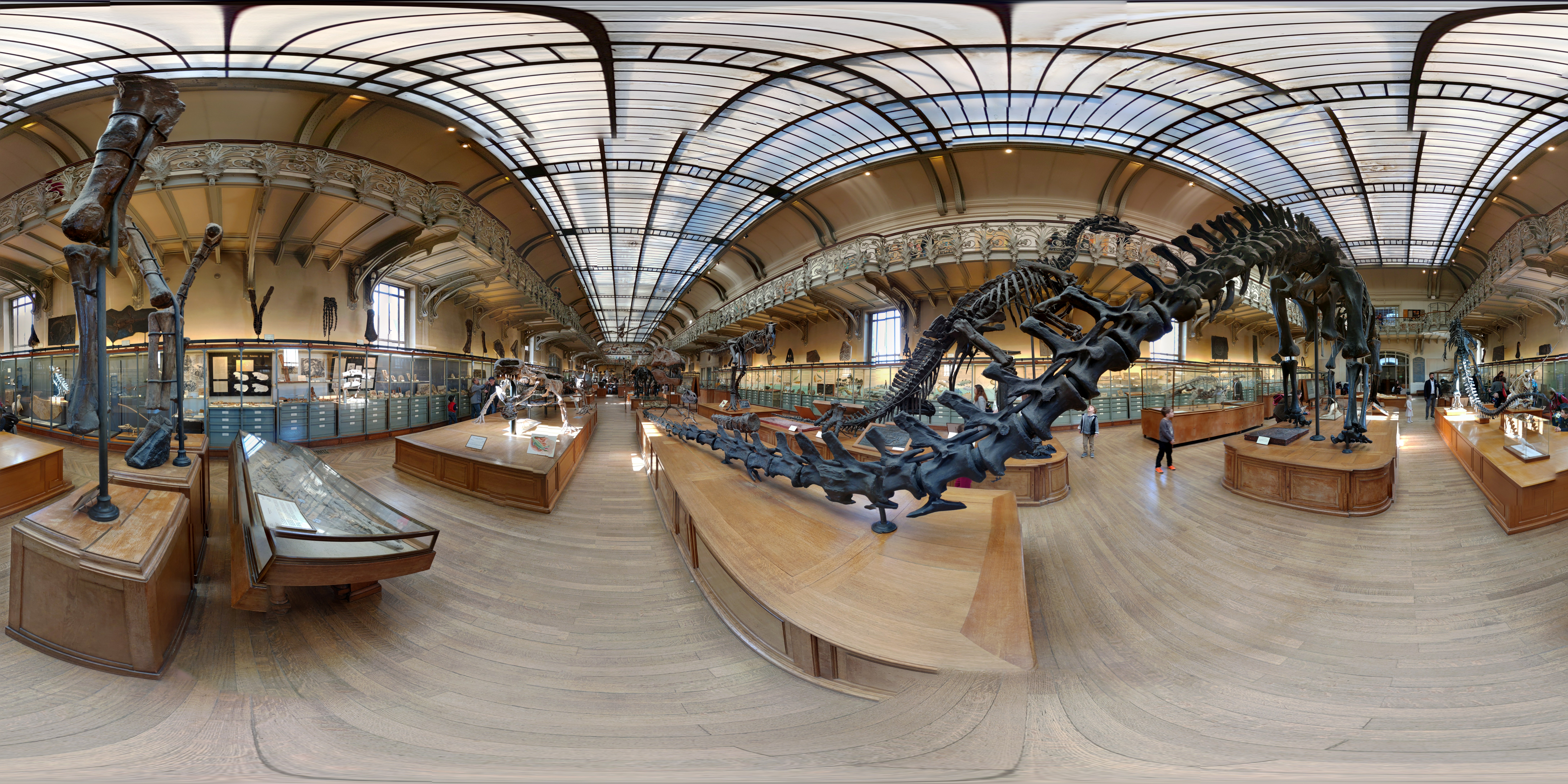 Paleontology & Comparative Anatomy Gallery 1