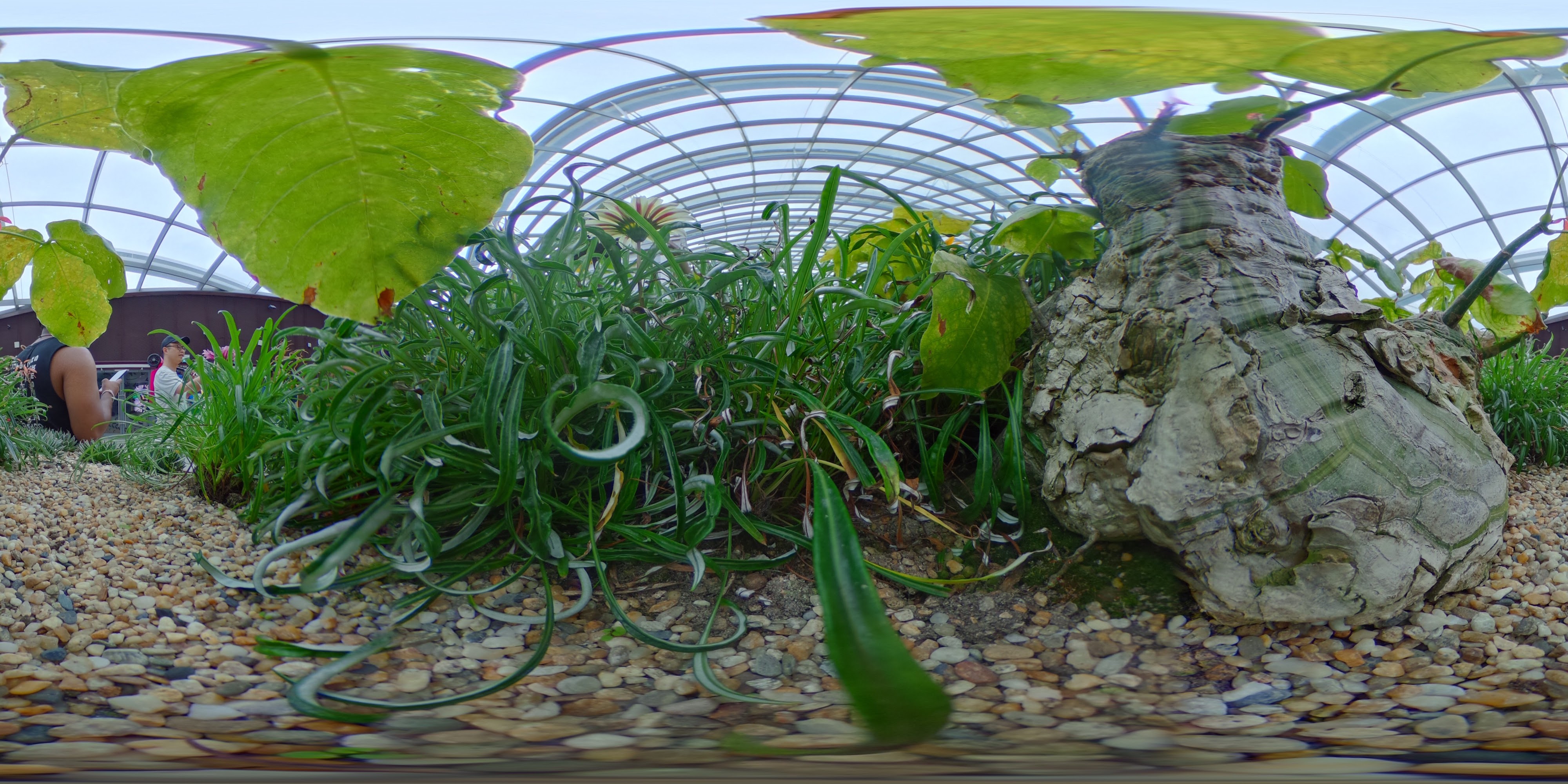 Tropical Garden Interior Vines
