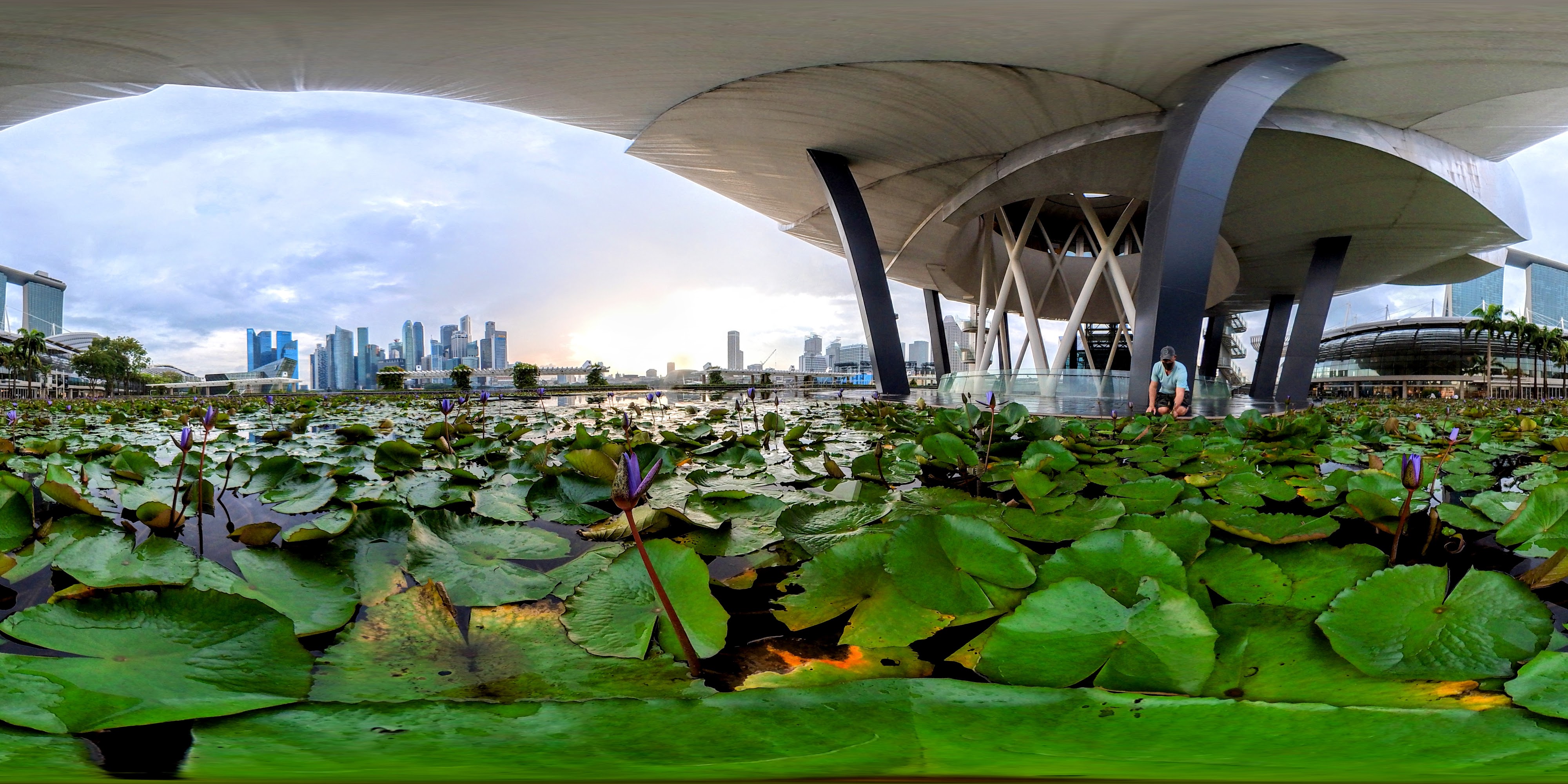 Lotus Pond Beneath Skyscape