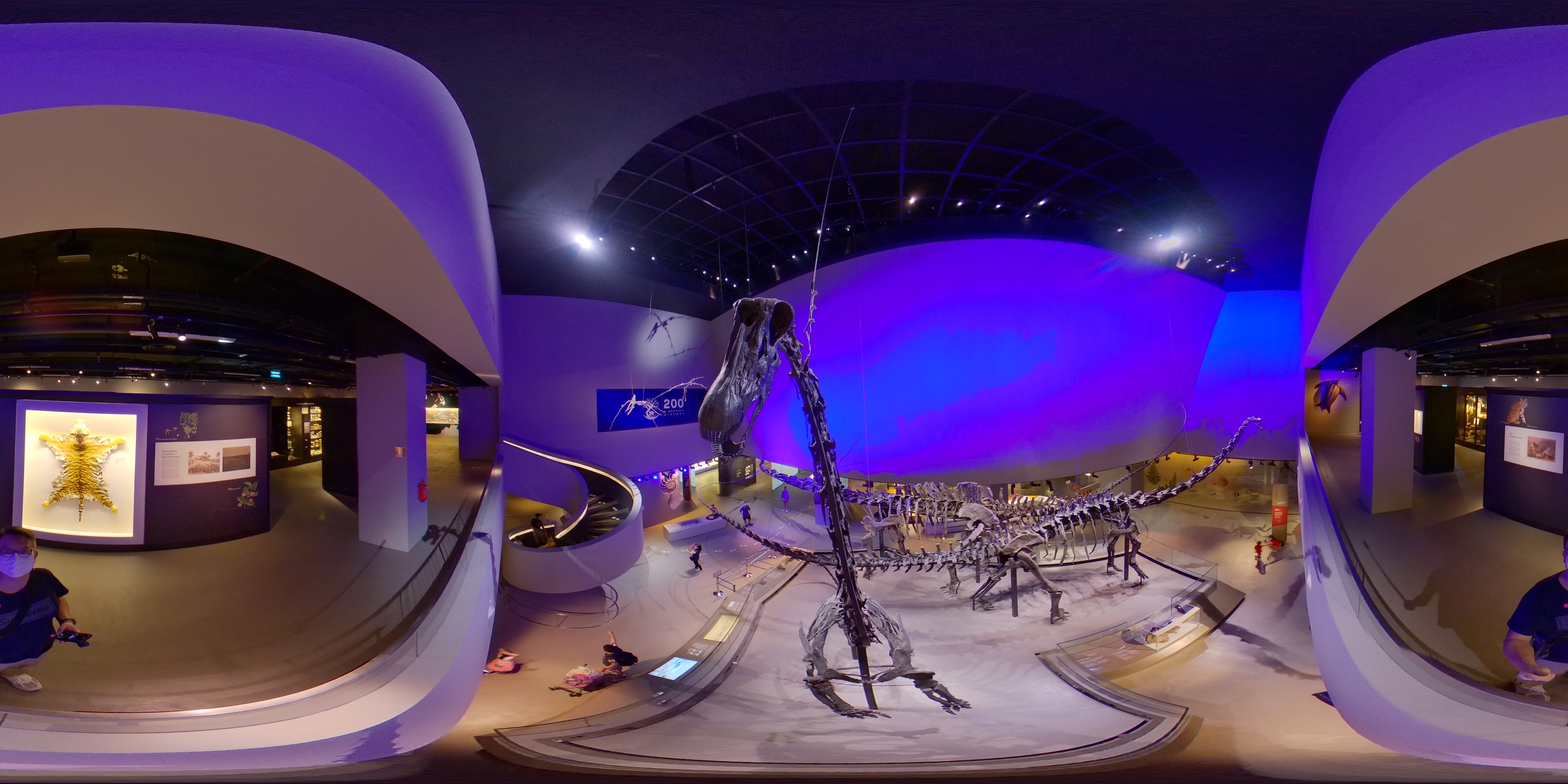 Dinosaurs and Natural History Display