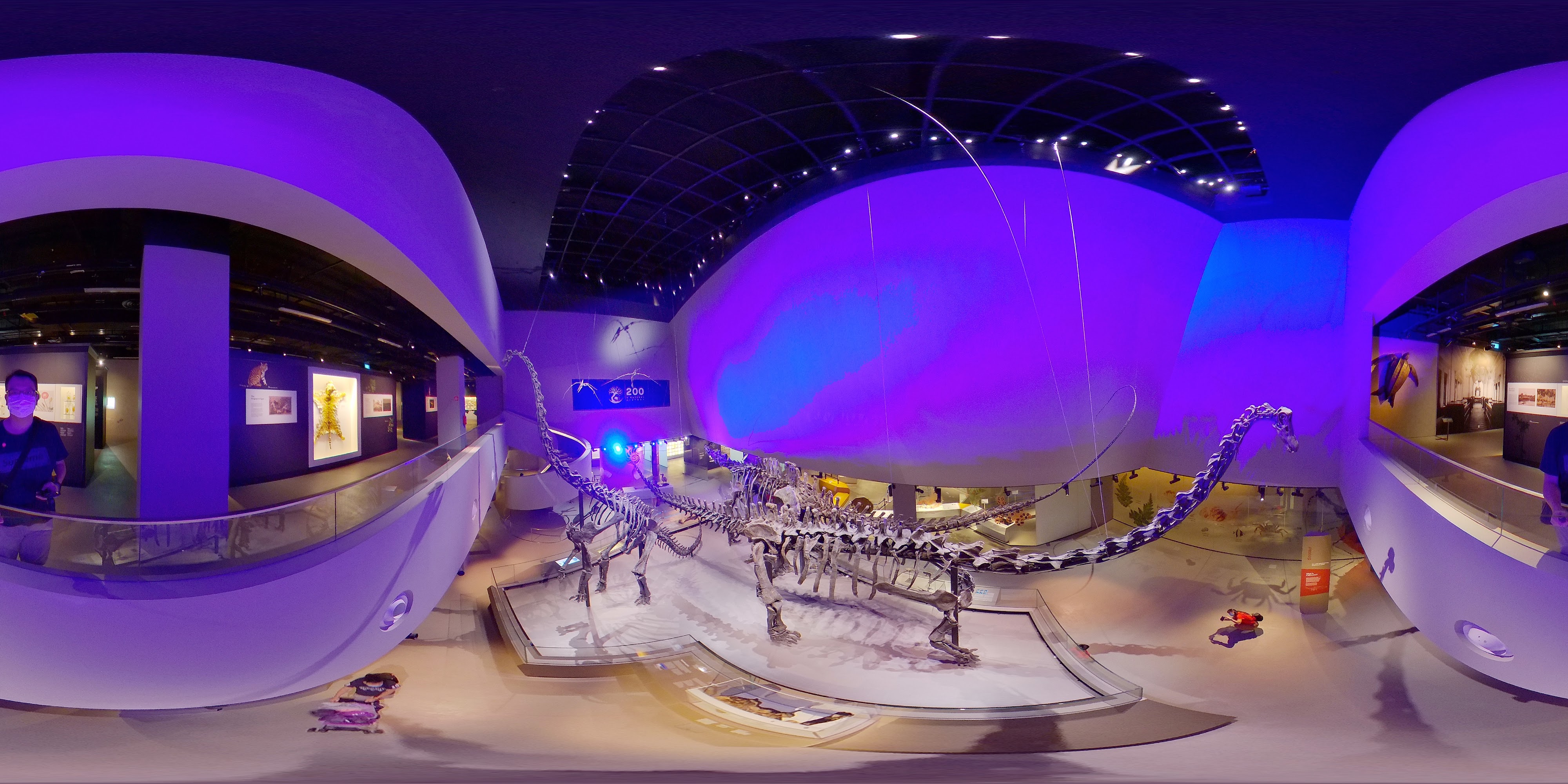 Earth's History Fossil Display