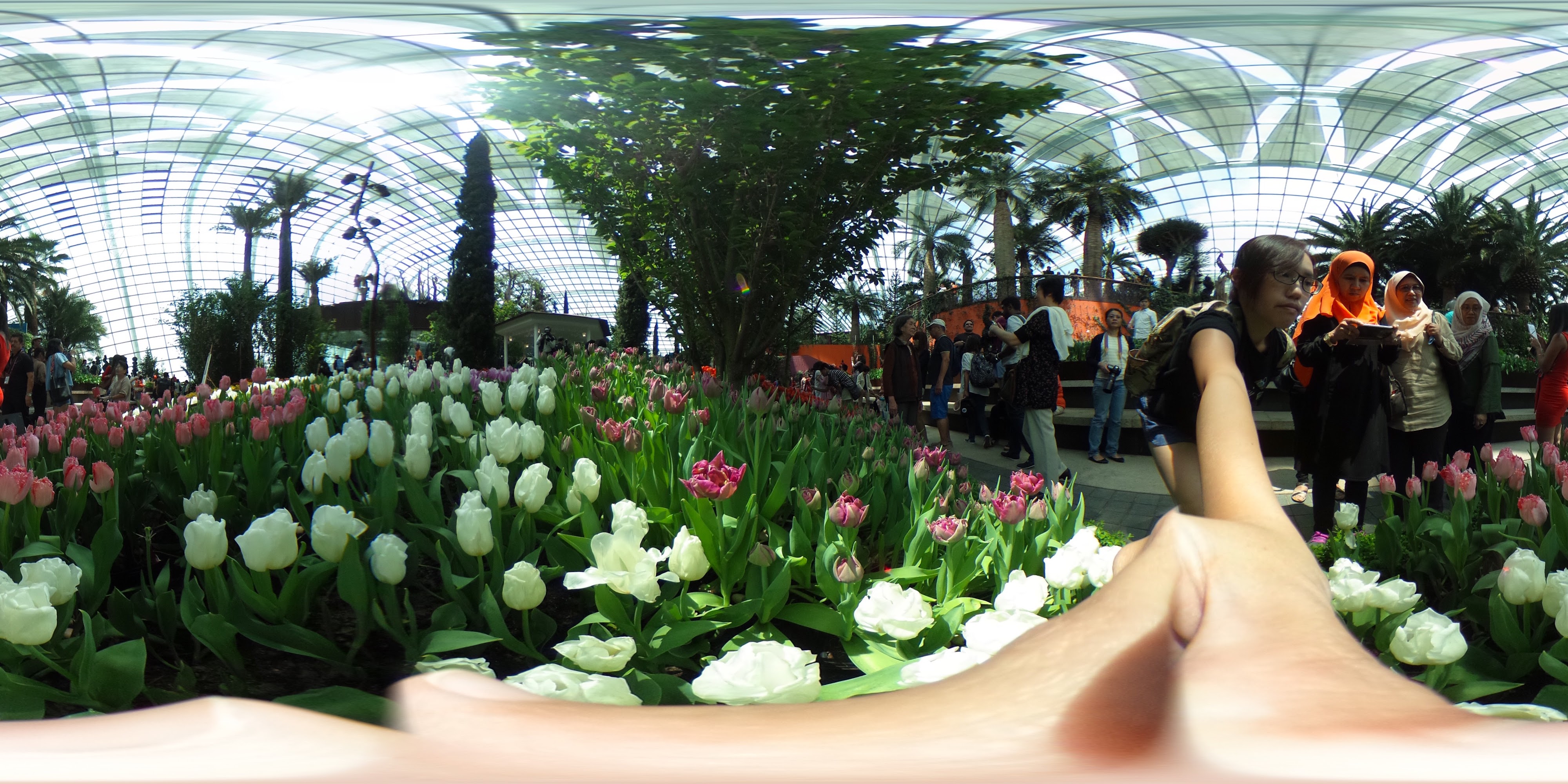 Beautiful Gardnered Tulips Indoor.